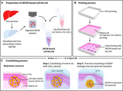 3D bioprinting of dECM-incorporated hepatocyte spheroid for simultaneous promotion of cell-cell and -ECM interactions